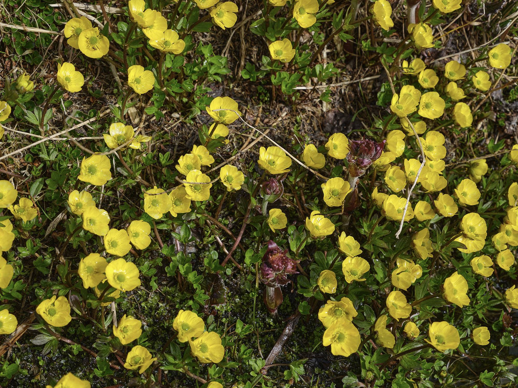 Ranunculus nivalis. Yellow flowers and green leaves on the ground